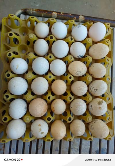 heavy buff ، white bentam , dandarvi , black polish, golden sprit eggs