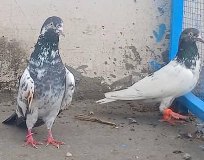 7 pair ha 2500 per piece pigeon kabutar