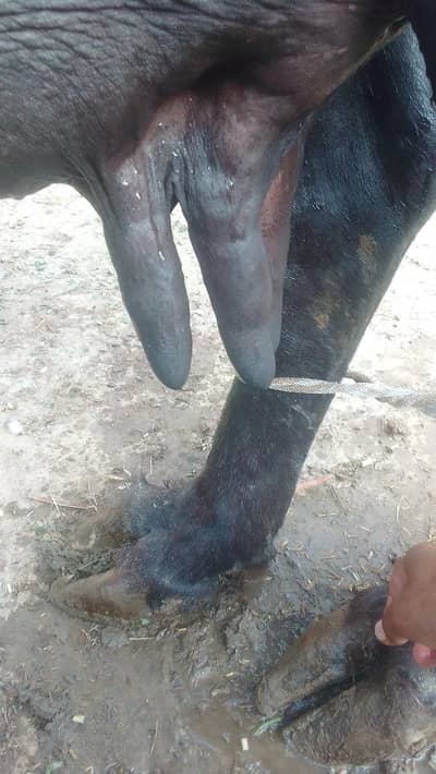 seel sao baffellow for sale chaska Wala for rho