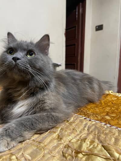 Persian cat triple coat