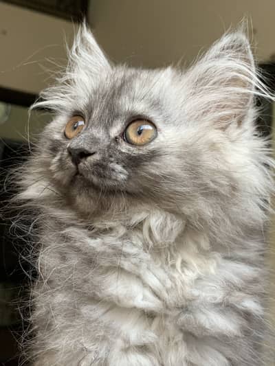 Kitten for sale