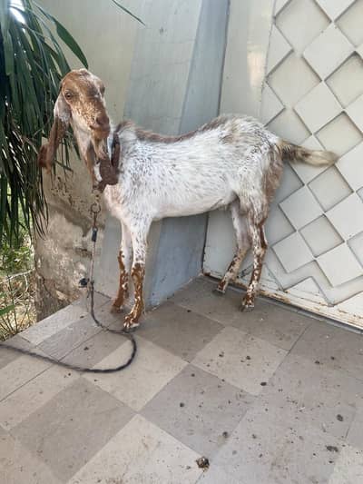 MashaAllah Qurbani Bkra 4 Dant
