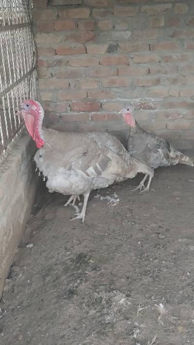 Turkey  pero