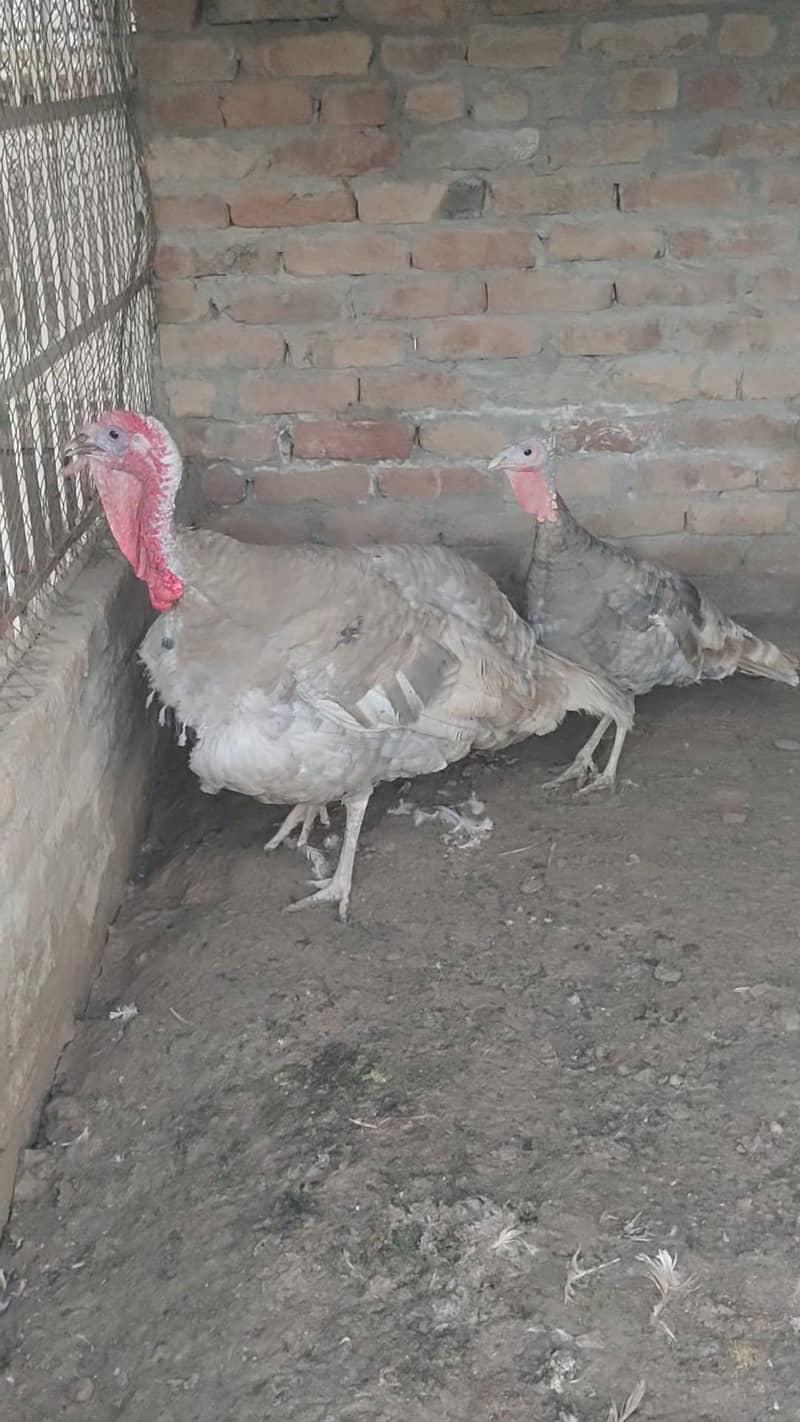 Turkey  pero 0
