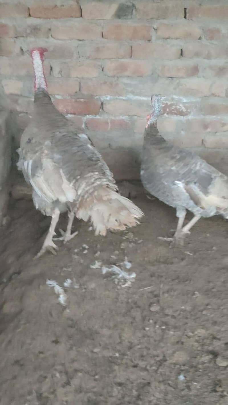 Turkey  pero 1