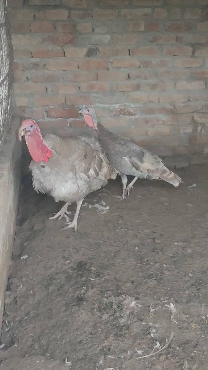 Turkey  pero 2