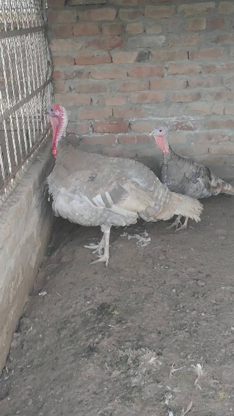 Turkey  pero 3