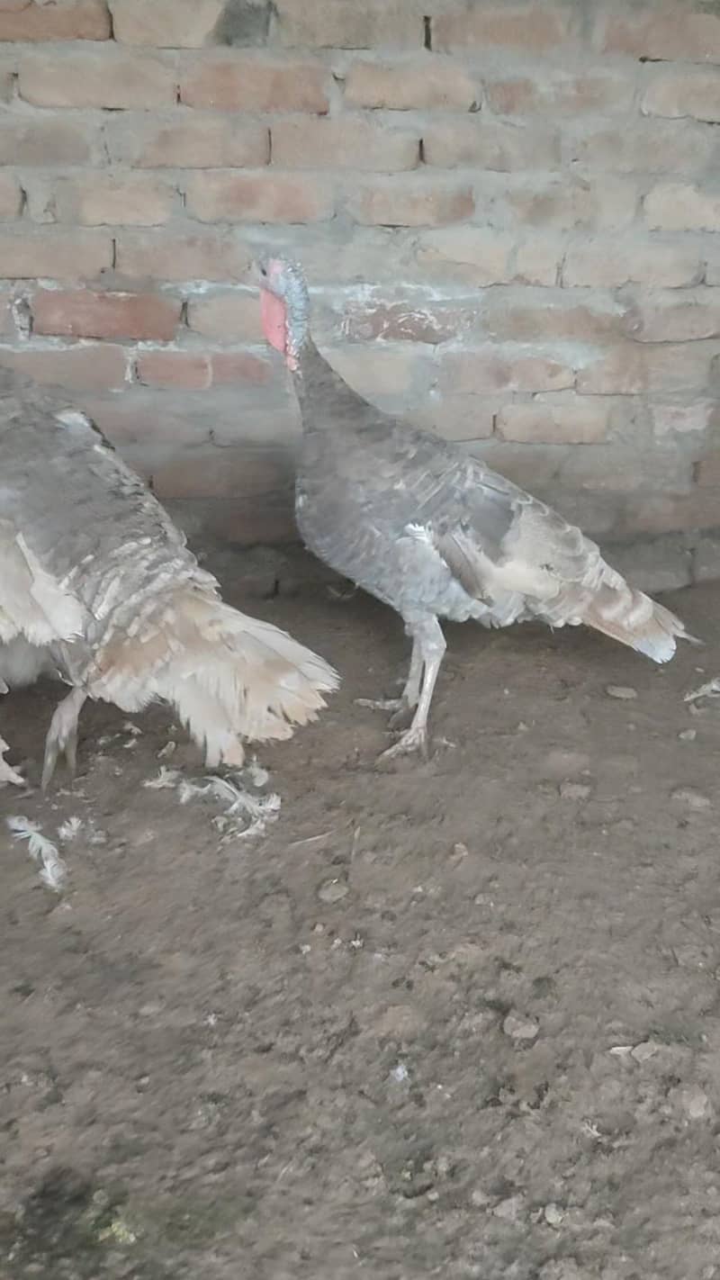 Turkey  pero 4