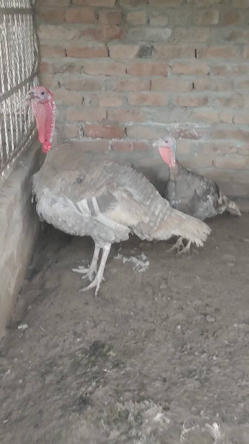 Turkey  pero 5