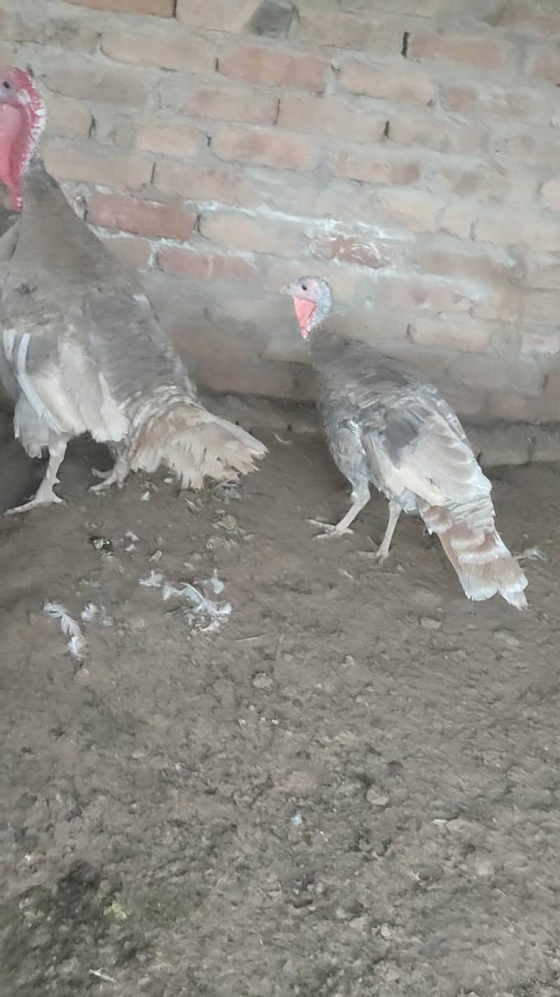 Turkey  pero 6