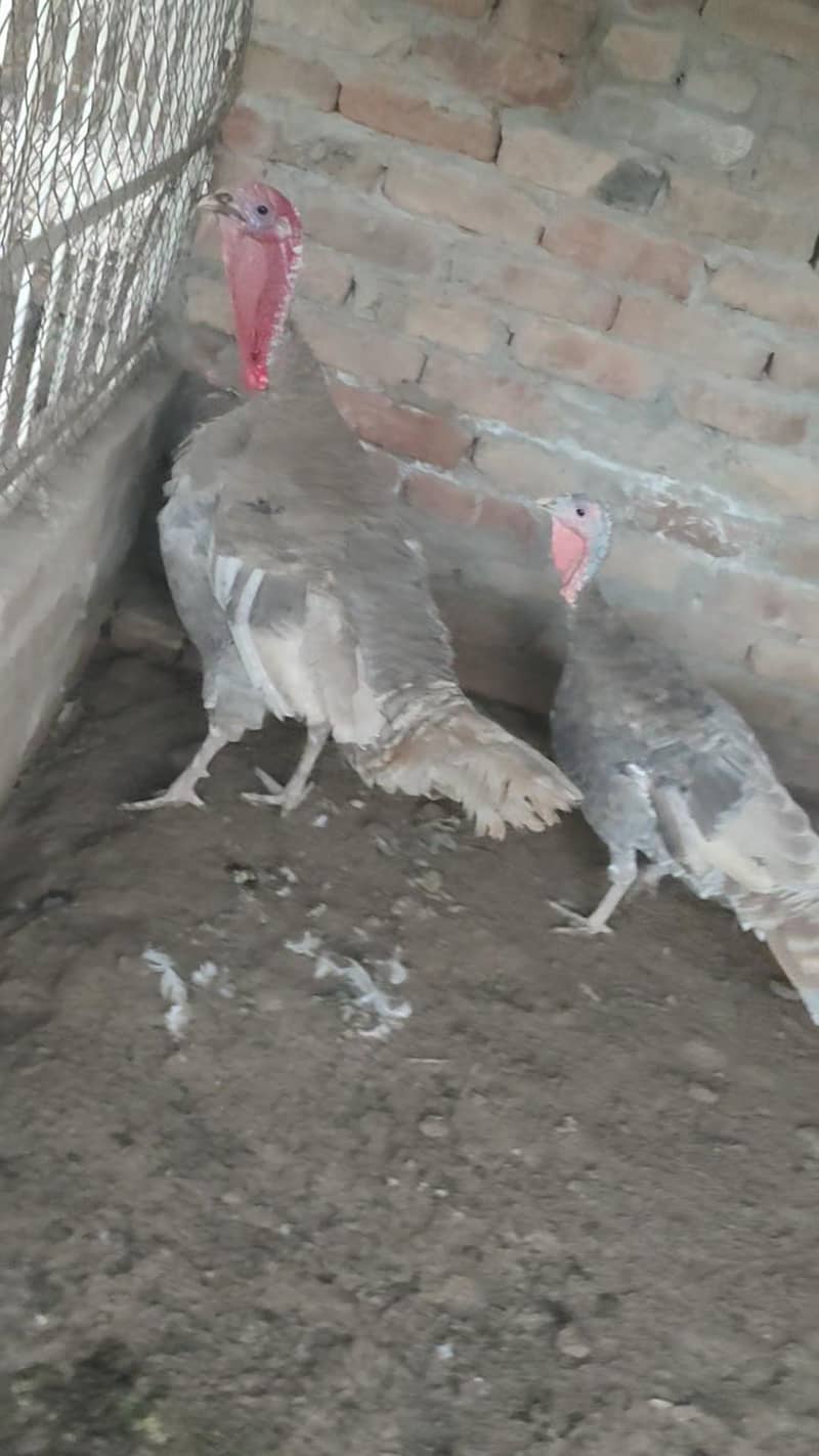 Turkey  pero 7