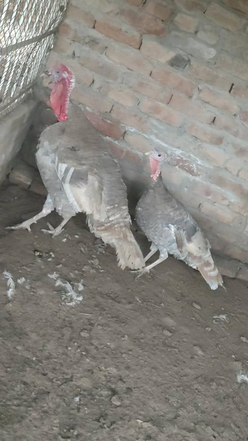 Turkey  pero 8