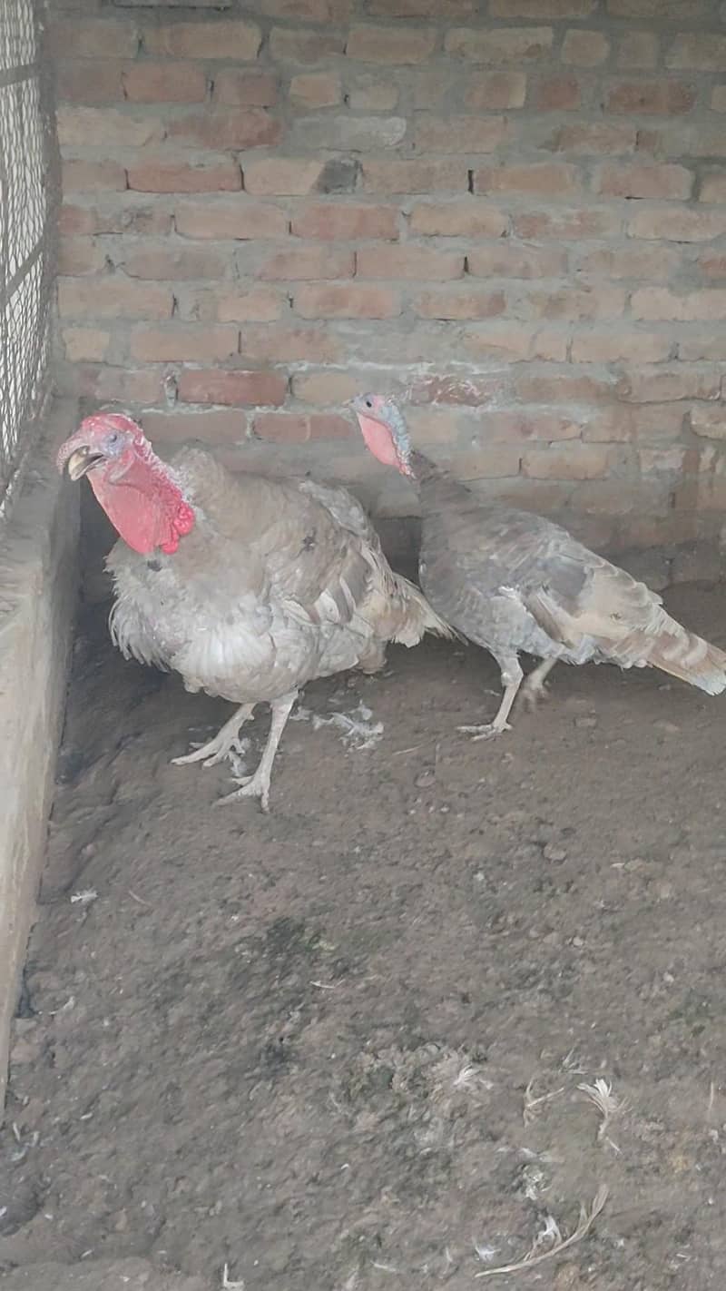 Turkey  pero 9