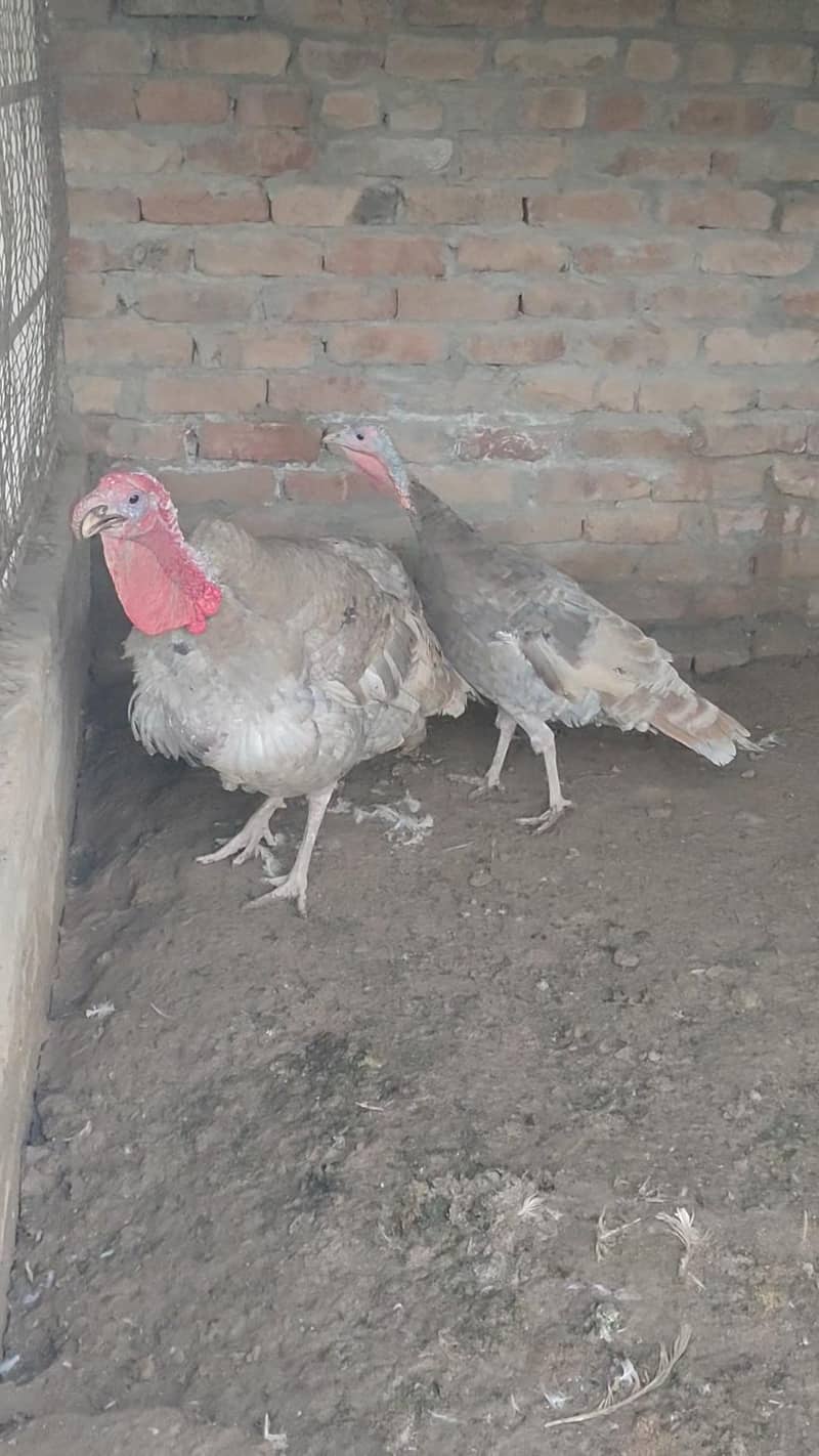 Turkey  pero 10