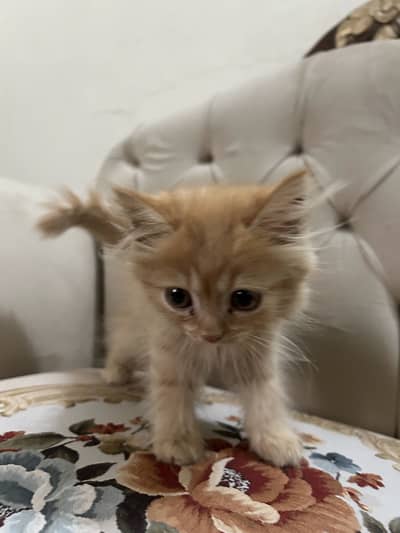 Persian Cat for Sale