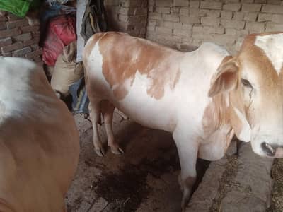 Kurbaani Ka Bachhra For Sale - ساڑھے تین من وزن"