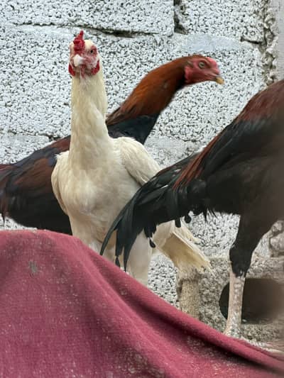 Aseel Heera Hen for sale