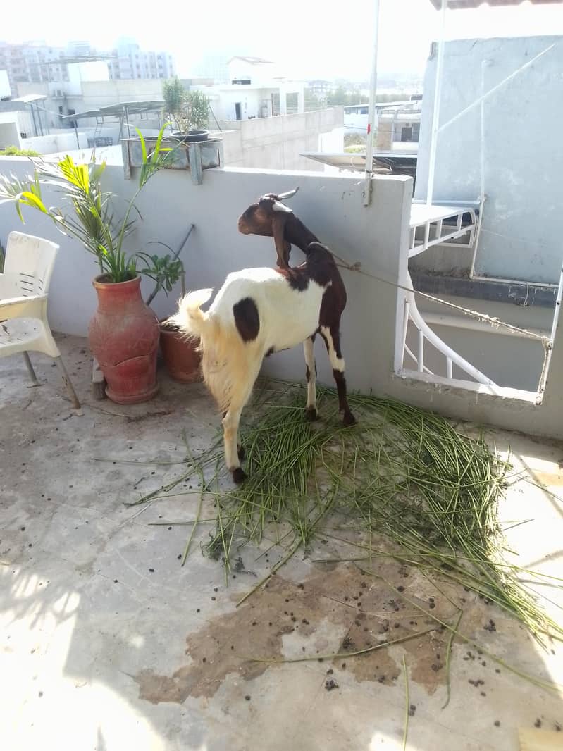 Bakra 0