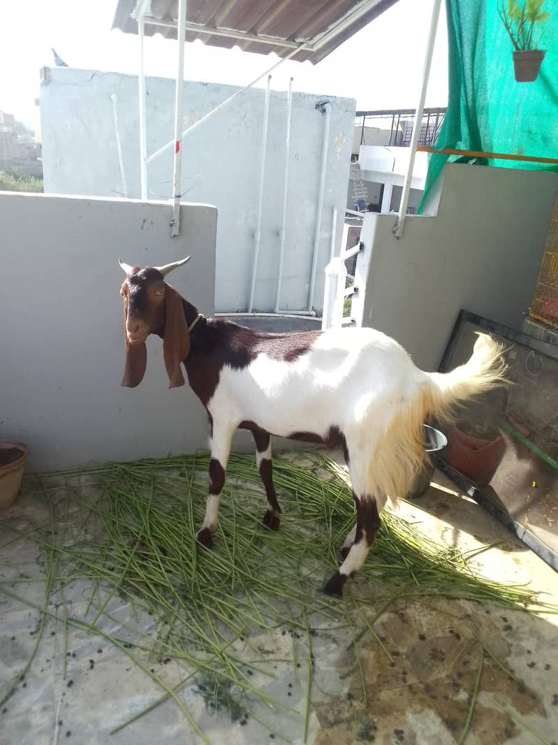 Bakra 1