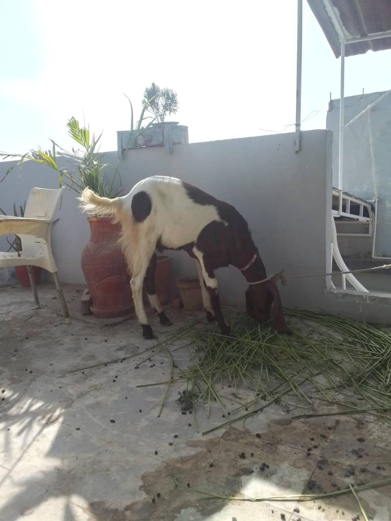 Bakra 2