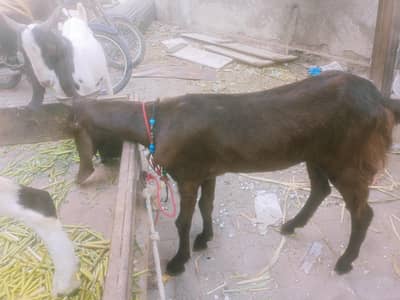 FOR QURBANI Demand Rates