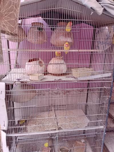master cage