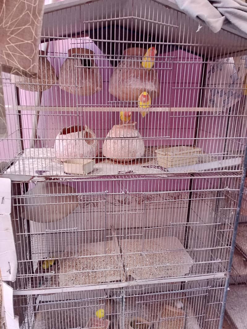 master cage 0