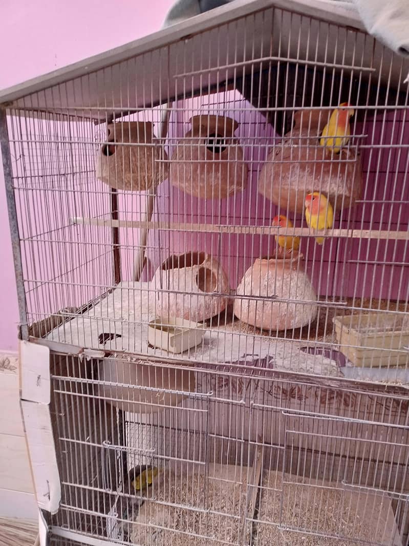 master cage 1