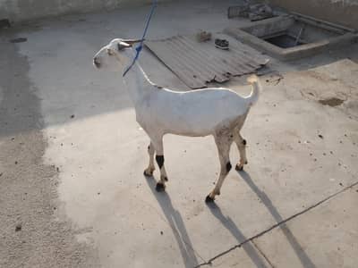 2 dant khassi Bakra