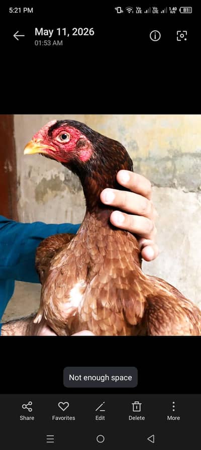amroha aseel Madi lakhi