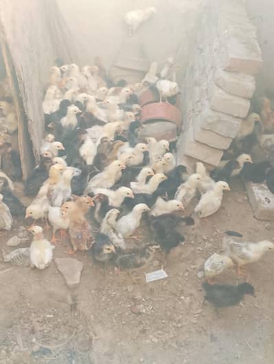 Golden Misri chicks