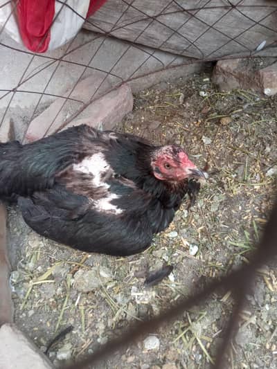 Aseel pair for sale