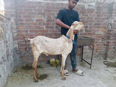 Qurbani Ka bakra
