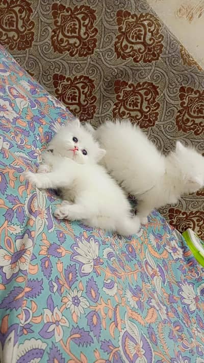 persion pair kittens for sale