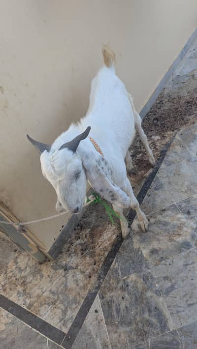 bakra for sale