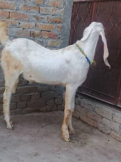 healthy Bakra for sale