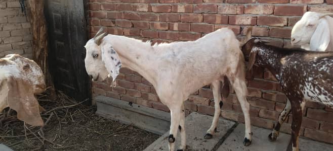 bakri for sale