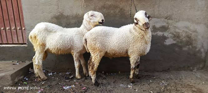 2 Mundre for Qurbani 0316+4572504