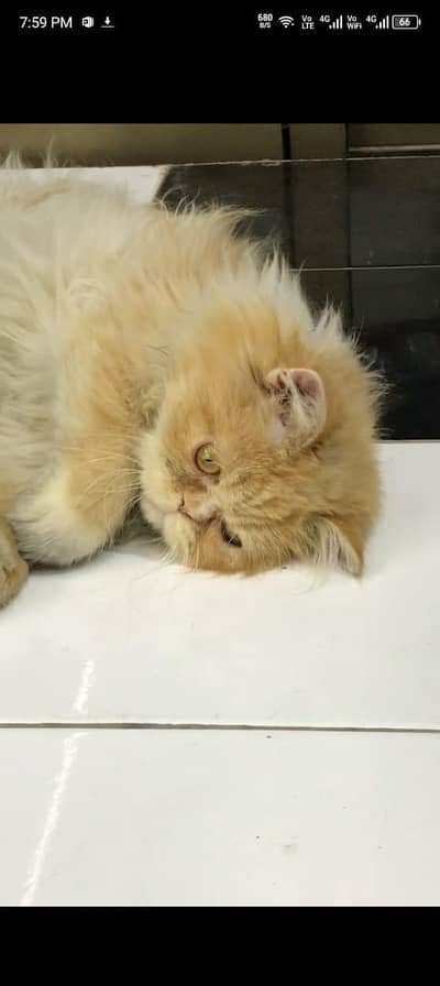 persian