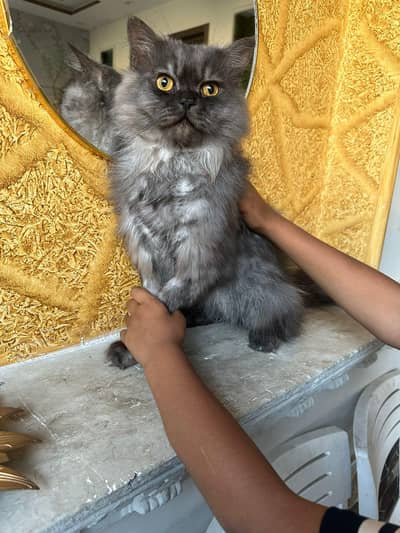 2 mele cat
