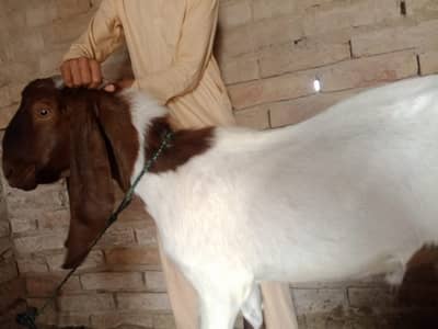 Ye Sindhi or Badi hight Wala Bakara ha is ki age 2 years ha