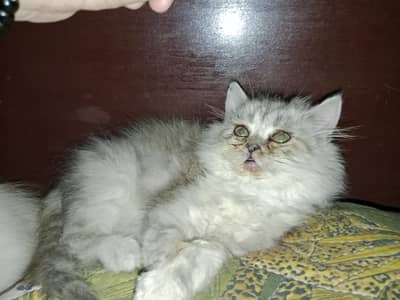 PERSIAN FEMALE KITTEN 03234102419