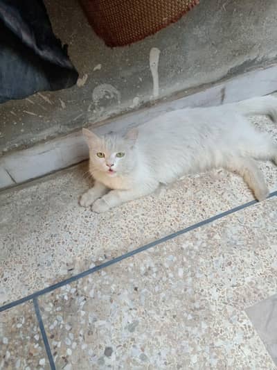 cat persion