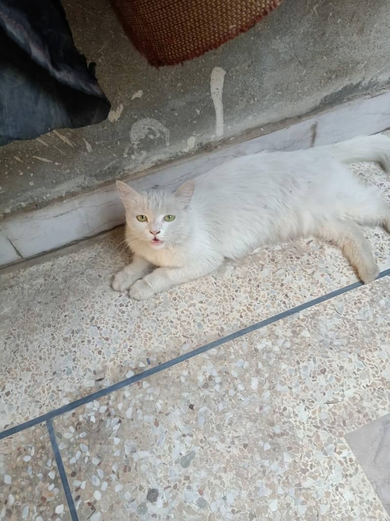 cat persion 0