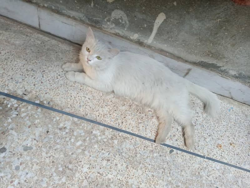cat persion 1