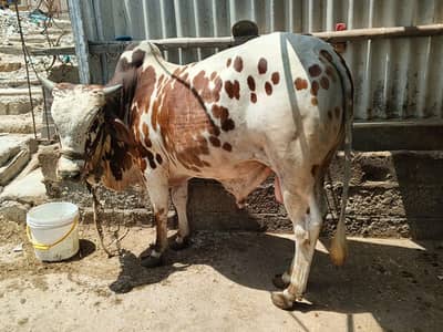 Qurbani Janwar