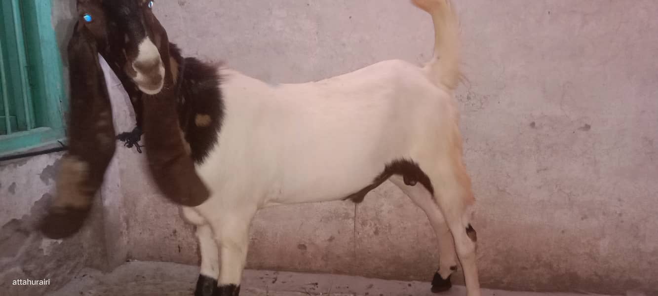 Goats 0