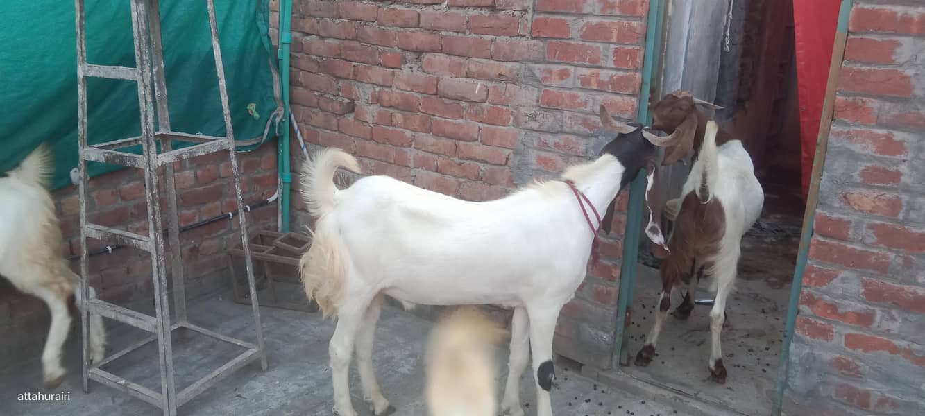 Goats 1