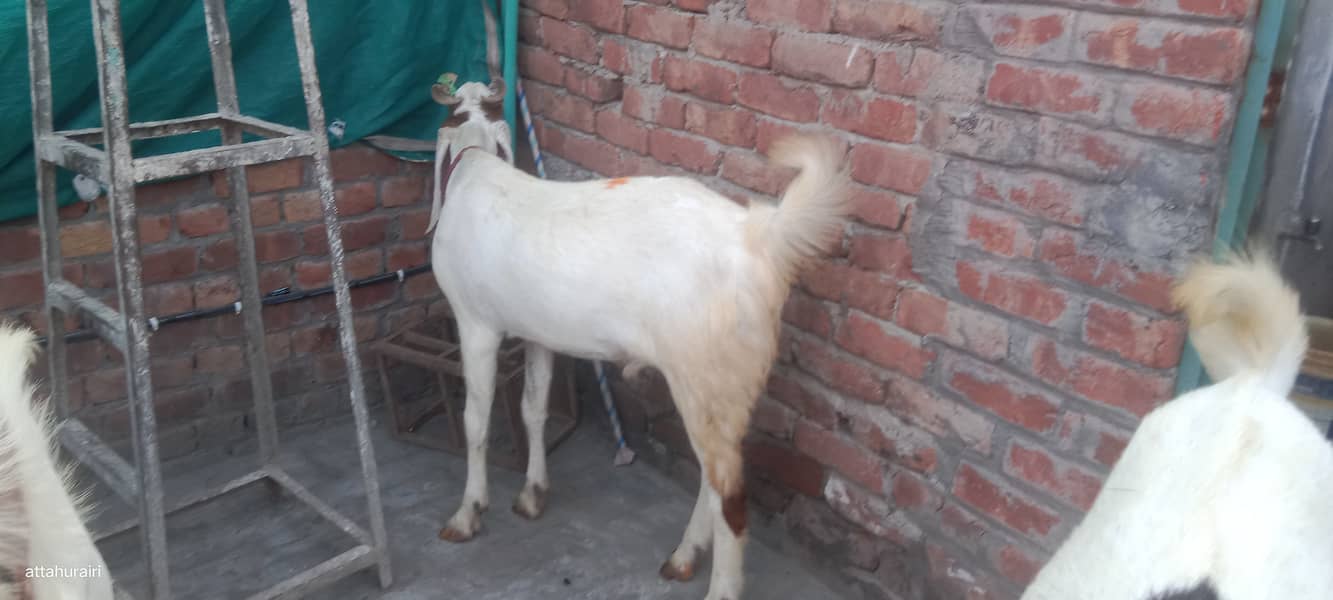 Goats 3
