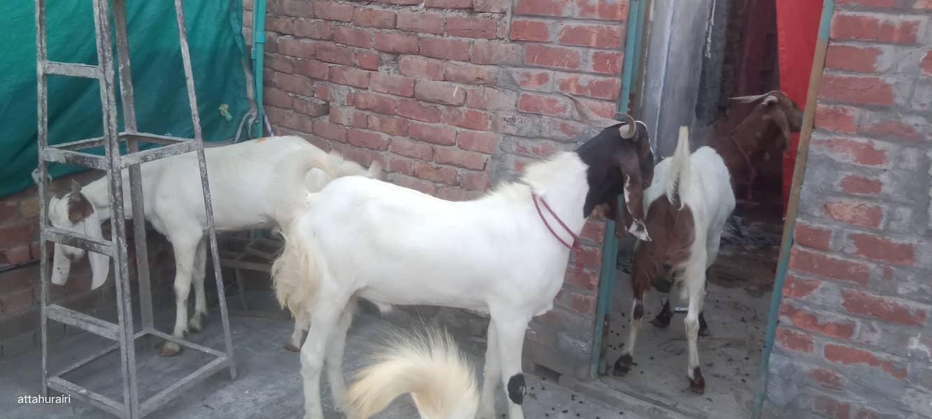 Goats 4